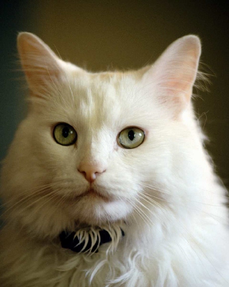 Cats